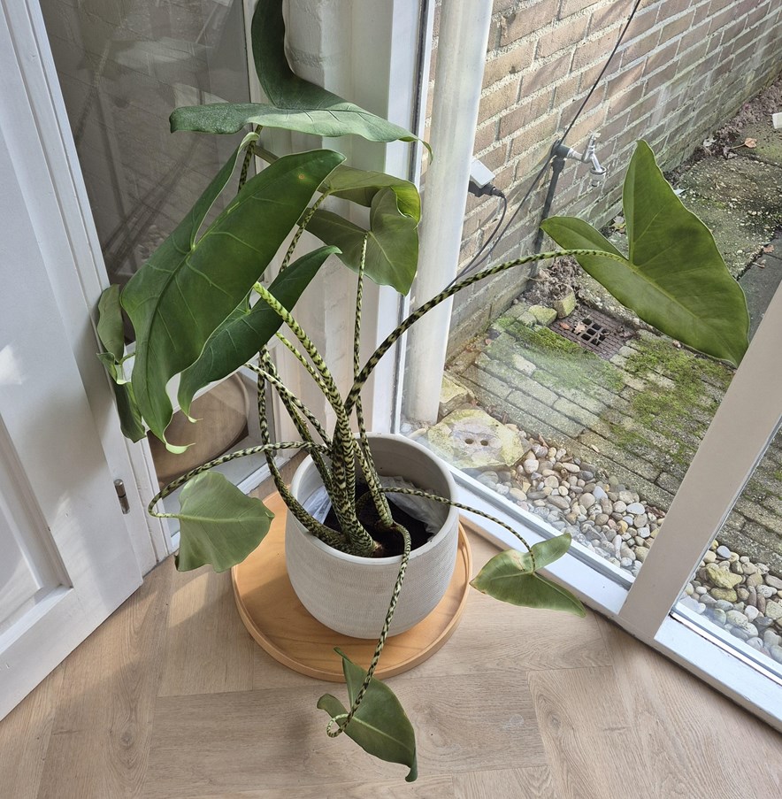 Zebraplant