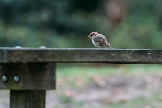 Vogel op de Hilversumsche Golfclub